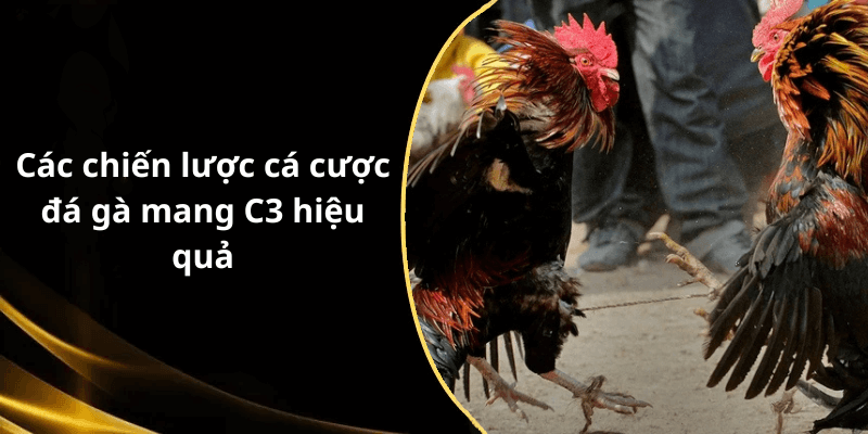 Các chiến lược cá cược đá gà mang C3 hiệu quả