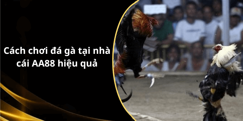 Cách chơi đá gà tại nhà cái AA88 hiệu quả