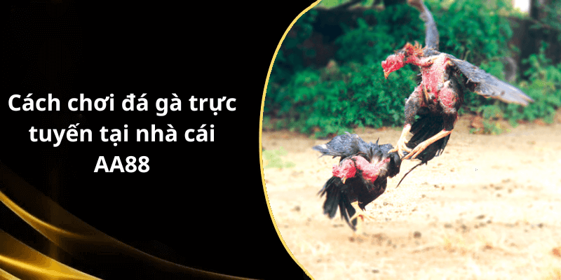 Cách chơi đá gà trực tuyến tại nhà cái AA88