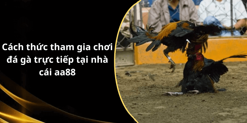 Cách thức tham gia chơi đá gà trực tiếp tại nhà cái aa88