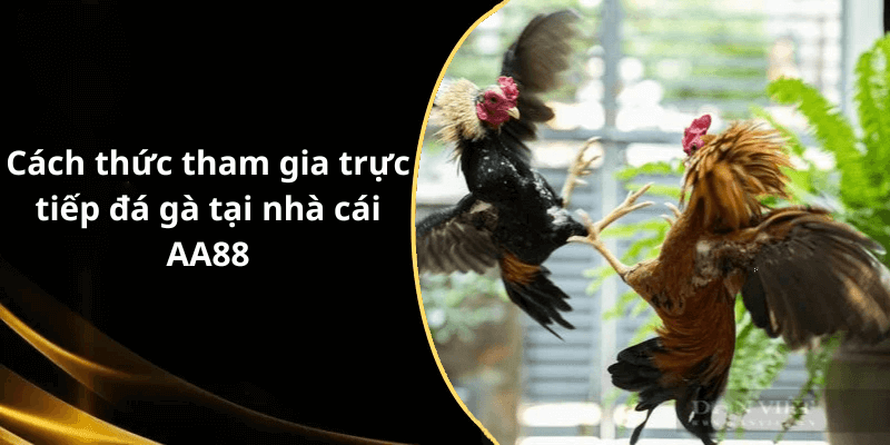 Cách thức tham gia trực tiếp đá gà tại nhà cái AA88