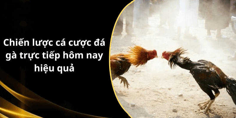 Chiến lược cá cược đá gà trực tiếp hôm nay hiệu quả