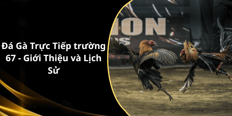 Đá Gà Trực Tiếp trường 67 - Giới Thiệu và Lịch Sử