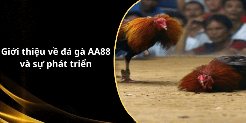 Giới thiệu về đá gà AA88 và sự phát triển