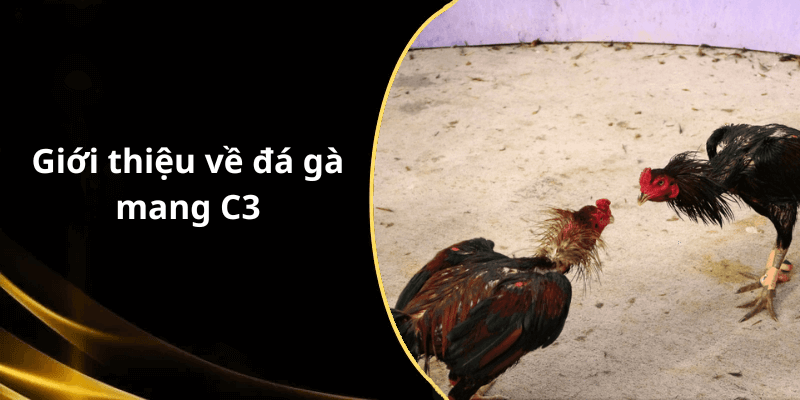 Giới thiệu về đá gà mang C3