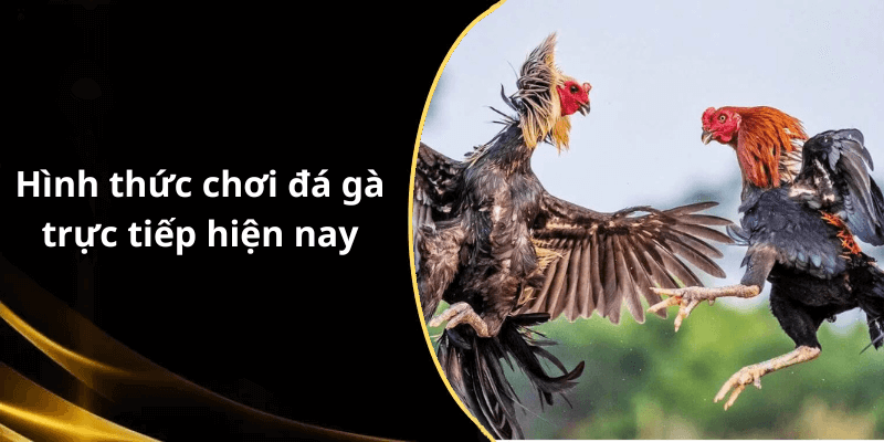 Hình thức chơi đá gà trực tiếp hiện nay