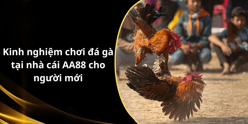Kinh nghiệm chơi đá gà tại nhà cái AA88 cho người mới