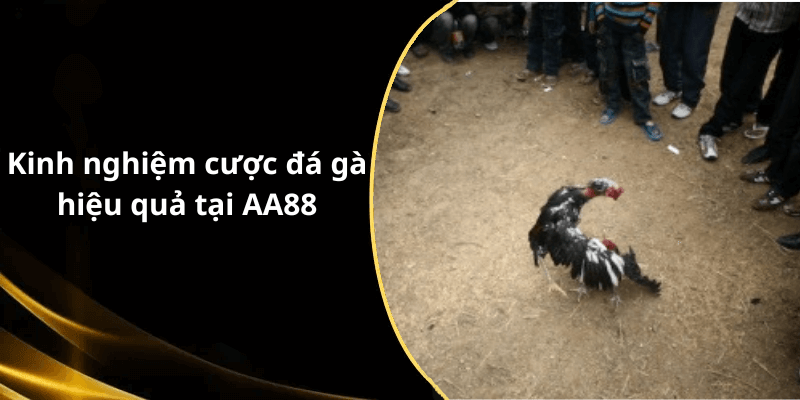 Kinh nghiệm cược đá gà hiệu quả tại AA88