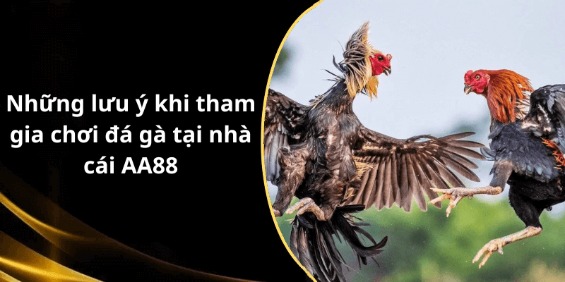 Những lưu ý khi tham gia chơi đá gà tại nhà cái AA88