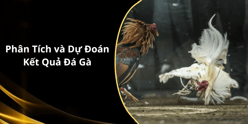 Phân Tích và Dự Đoán Kết Quả Đá Gà