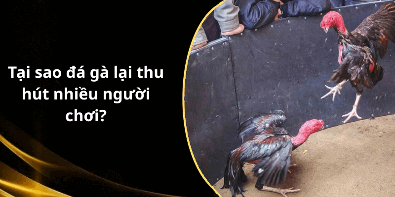 Tại sao đá gà lại thu hút nhiều người chơi