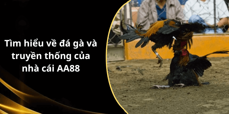 Tìm hiểu về đá gà và truyền thống của nhà cái AA88