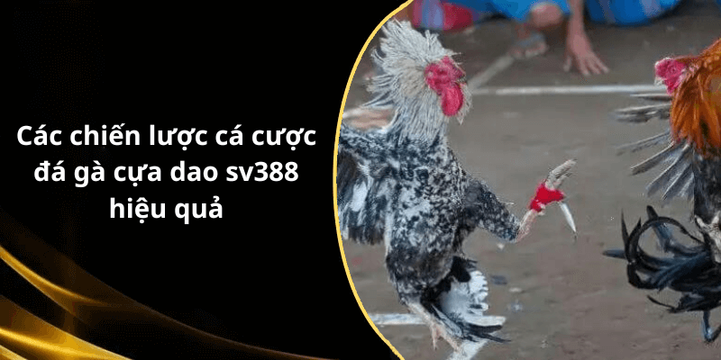 Các chiến lược cá cược đá gà cựa dao sv388 hiệu quả