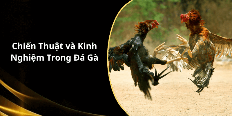 Chiến Thuật và Kinh Nghiệm Trong Đá Gà