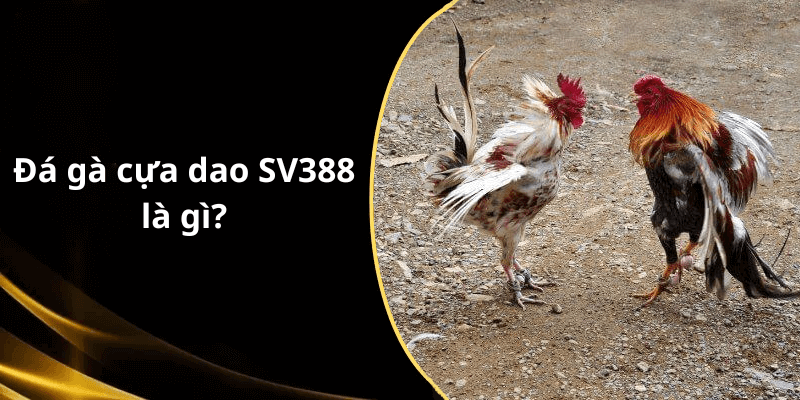 Đá gà cựa dao SV388 là gì