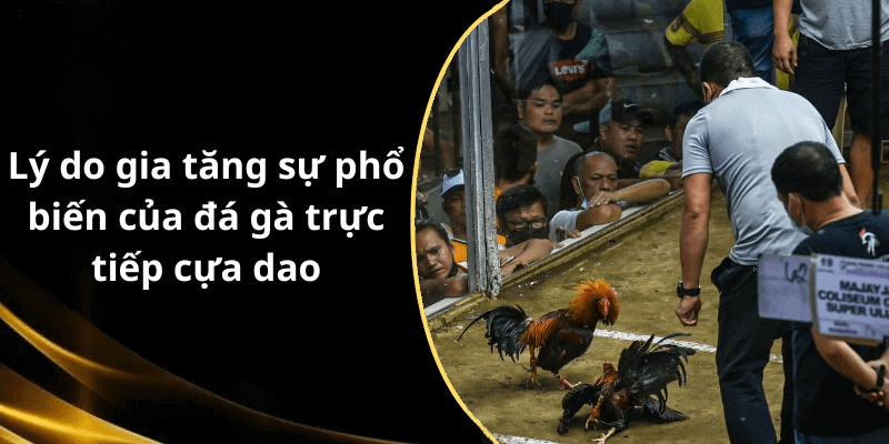 Lý do gia tăng sự phổ biến của đá gà trực tiếp cựa dao