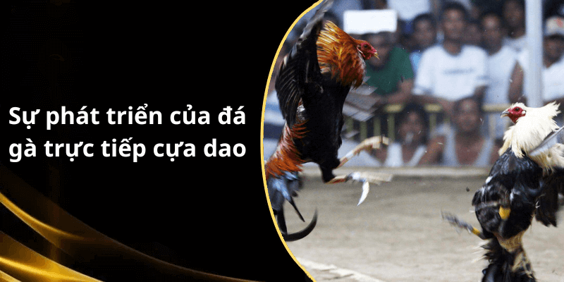 Sự phát triển của đá gà trực tiếp cựa dao