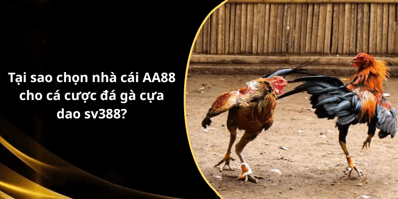 Tại sao chọn nhà cái AA88 cho cá cược đá gà cựa dao sv388