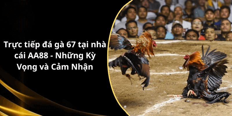 Trực tiếp đá gà 67 tại nhà cái AA88 - Những Kỳ Vọng và Cảm Nhận